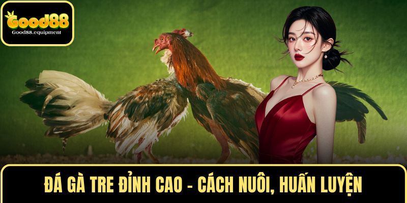 Đá gà tre